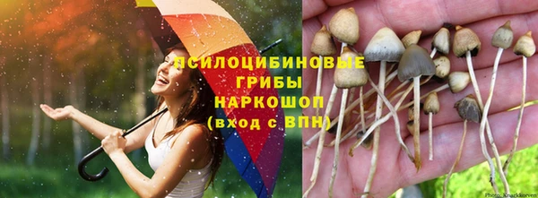 ГАЛЛЮЦИНОГЕННЫЕ ГРИБЫ Бежецк